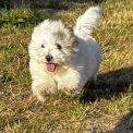 Chien Coton de Tulear proposé par l’élevage La boîte à malice.