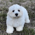 Chiot Coton de Tulear de race – prix 1150 €.