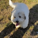 Chiot Coton de Tulear de race – prix 1100 €.