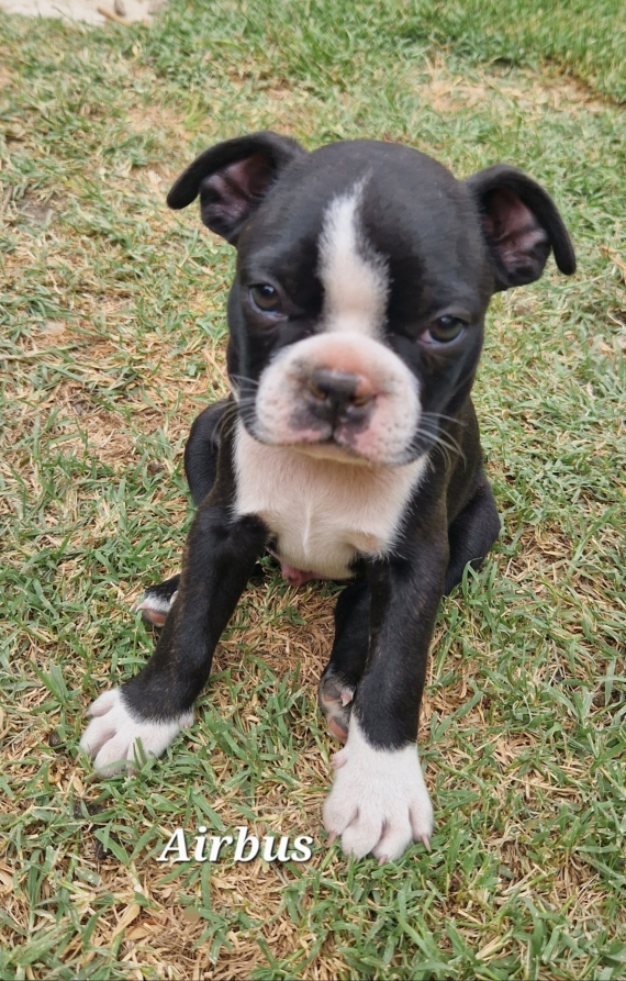 Petit mâle Terrier de Boston né le 12/06/2025 est proposé – vendu 1600 €.