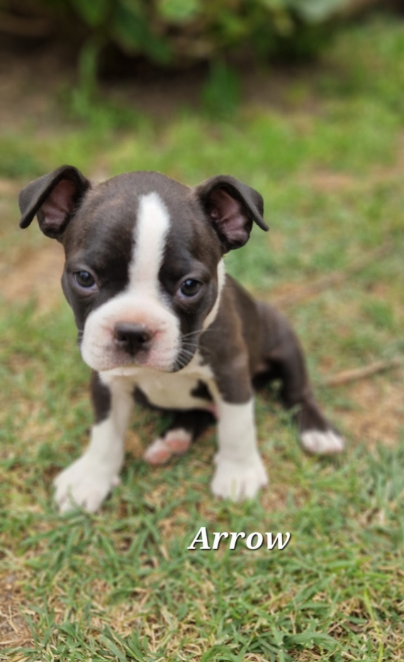 Petit mâle Terrier de Boston né le 12/06/2025 est proposé – vendu 1600 €.