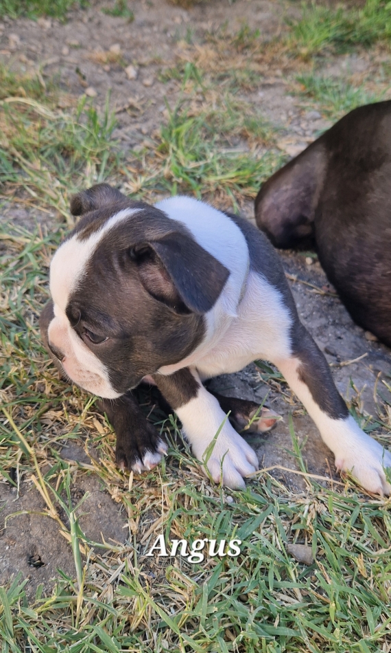 Petit mâle Terrier de Boston né le 12/06/2025 est proposé – vendu 1600 €.