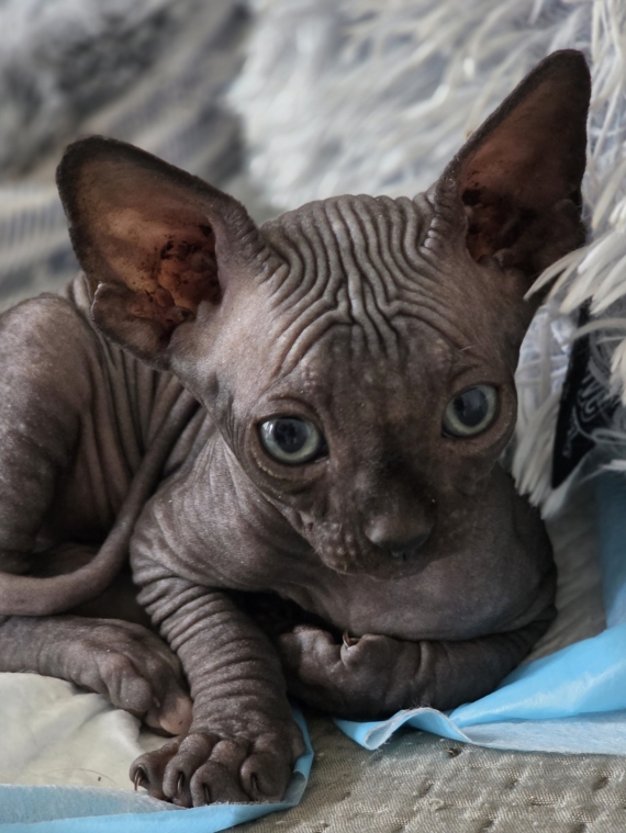 Petit mâle Sphynx né le 08/07/2025 est proposé – vendu 1500 €.