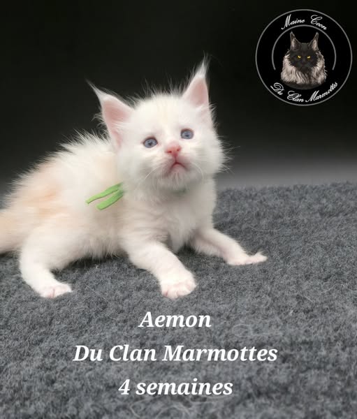 Petit mâle Maine Coon né le 18/07/2025 est proposé – vendu 1800 €.