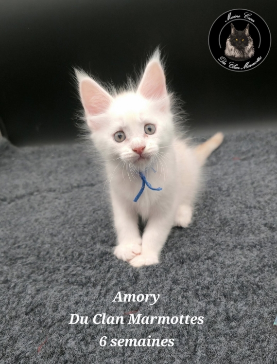 Petit mâle Maine Coon né le 18/07/2025 est proposé – vendu 1800 €.