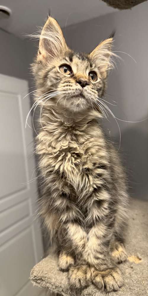 Petite femelle Maine Coon née le 05/05/2025 est proposée – vendue 1450 €.