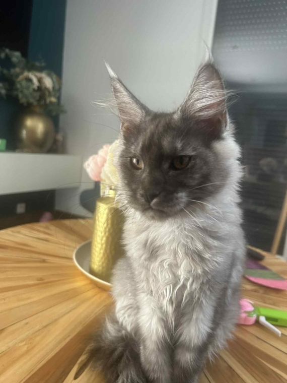 Petite femelle Maine Coon née le 25/03/2025 est proposée – vendue 1100 €.