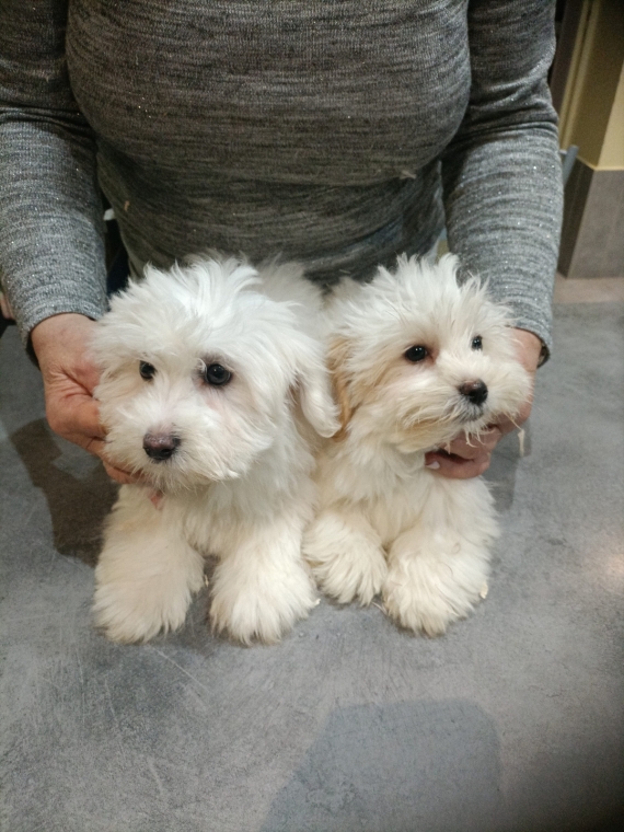 Petite femelle Coton de Tulear née le 24/05/2025 est proposée – vendue 1300 €.