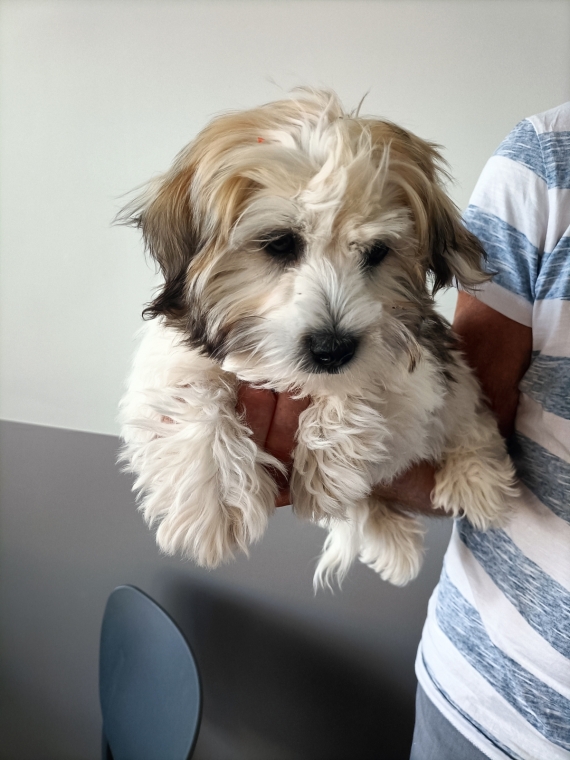 Petit mâle Coton de Tulear né le 22/05/2025 est proposé – vendu 1200 €.