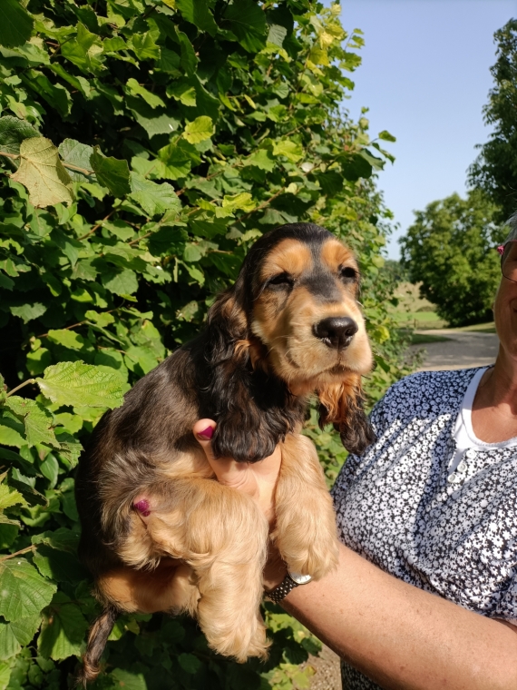 Petite femelle Cocker Anglais (Spaniel) née le 24/05/2025 est proposée – vendue 1500 €.