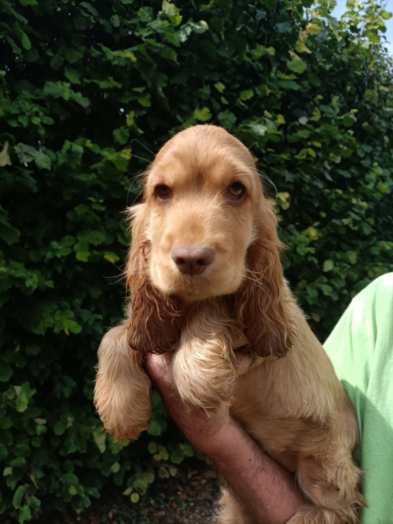 Petite femelle Cocker Anglais (Spaniel) née le 31/05/2025 est proposée – vendue 1500 €.