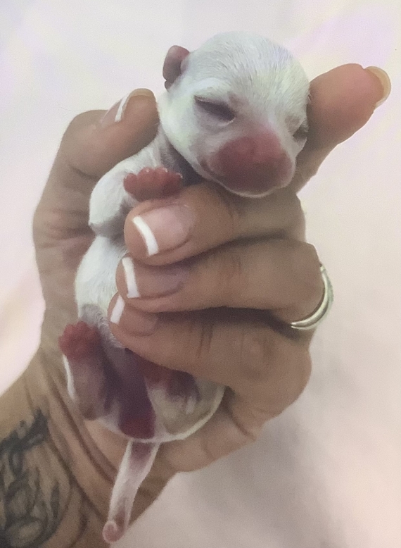 Petite femelle Chihuahua née le 22/08/2025 est proposée – vendue 2000 €.