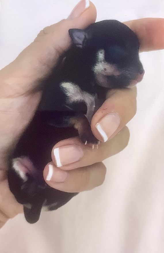 Petite femelle Chihuahua née le 22/08/2025 est proposée – vendue 2000 €.