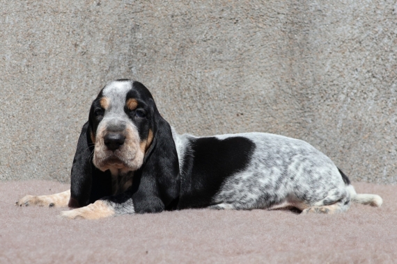 Petit mâle Basset Bleu de Gascogne né le 03/07/2025 est proposé – vendu 750 €.