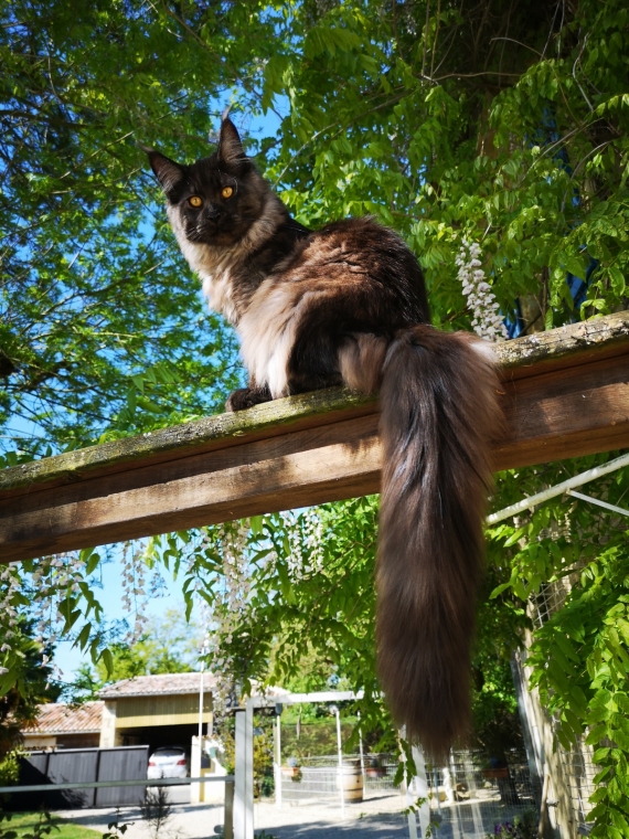 Petite femelle  née le 13/04/2025 est proposée – vendue 1500 €.