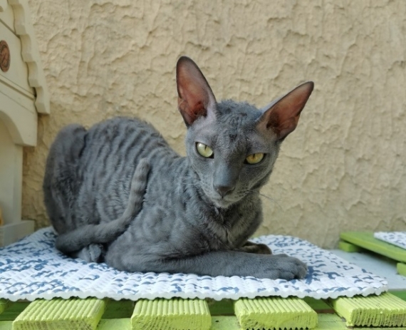 Petite femelle  née le 15/04/2025 est proposée – vendue 1300 €.