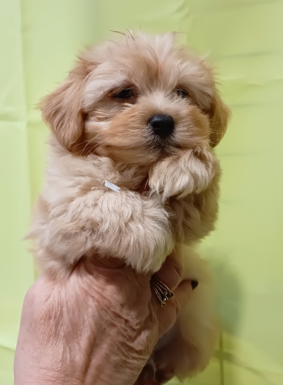 Petite femelle Bichon Havanais née le 08/05/2025 est proposée – vendue 1200 €.