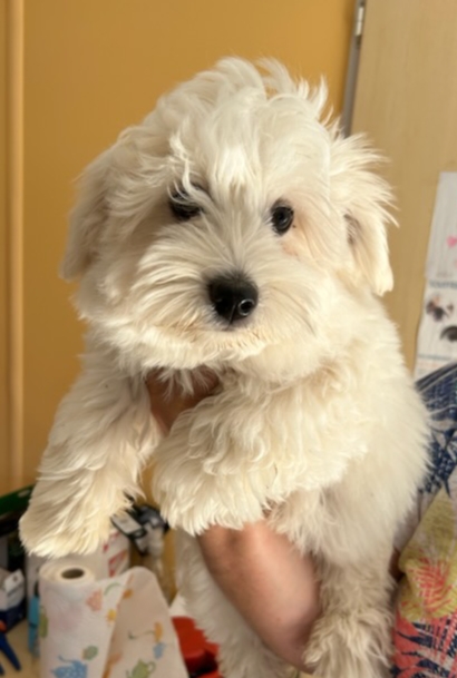 Petite femelle Coton de Tulear née le 27/03/2025 est proposée – vendue 1100 €.