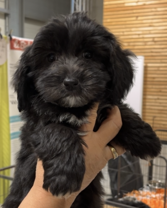 Petit mâle Bichon Havanais né le 08/05/2025 est proposé – vendu 1100 €.