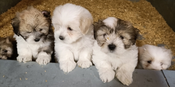 Petite femelle Coton de Tulear née le 22/05/2025 est proposée – vendue 1300 €.