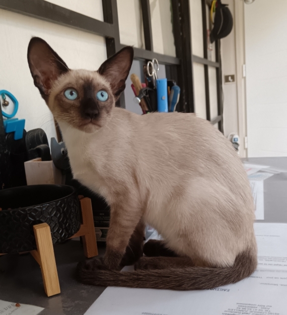 Petite femelle Siamois née le 15/04/2025 est proposée – vendue 1300 €.