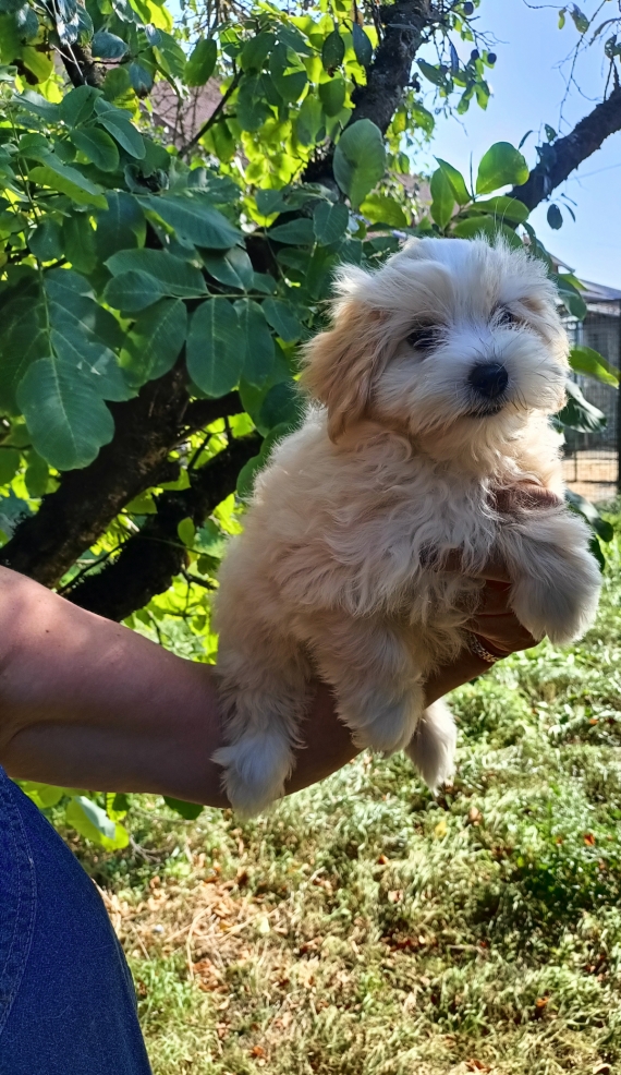 Petite femelle Bichon Havanais née le 08/05/2025 est proposée – vendue 1200 €.