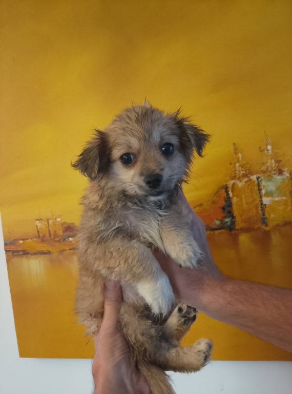 Petit mâle Chihuahua né le 09/06/2025 est proposé – vendu 800 €.