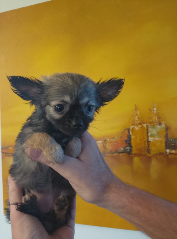 Petite femelle Chihuahua née le 09/06/2025 est proposée – vendue 1000 €.