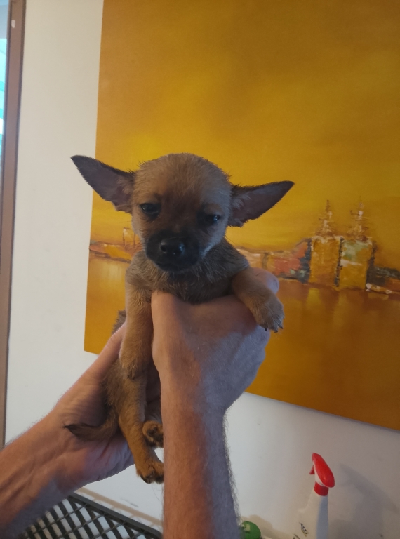 Petit mâle Chihuahua né le 09/06/2025 est proposé – vendu 800 €.