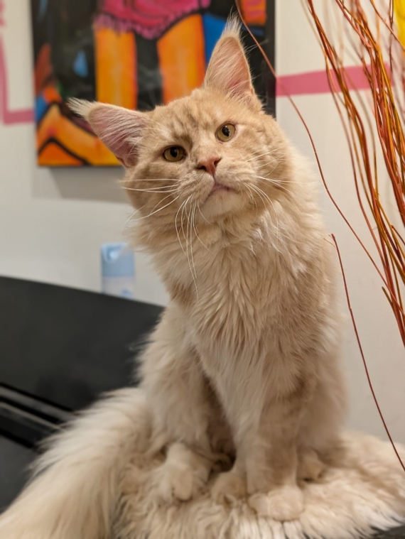 Petit mâle  né le 12/08/2025 est proposé – vendu 1200 €.