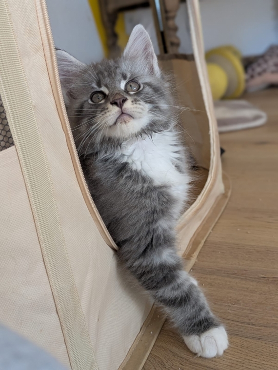 Petit mâle Maine Coon né le 21/06/2025 est proposé – vendu 1400 €.