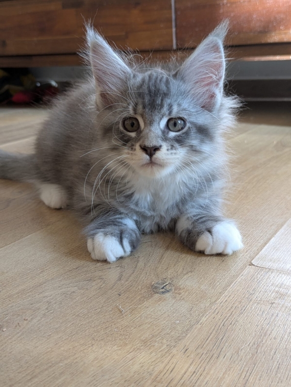 Petit mâle Maine Coon né le 21/06/2025 est proposé – vendu 1400 €.