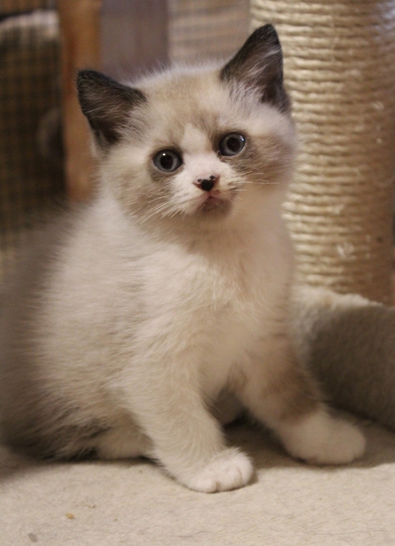 Petit mâle British Shorthair né le 26/06/2025 est proposé – vendu 1200 €.