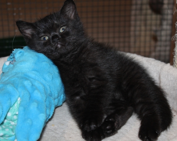 Petite femelle British Shorthair née le 26/06/2025 est proposée – vendue 1200 €.