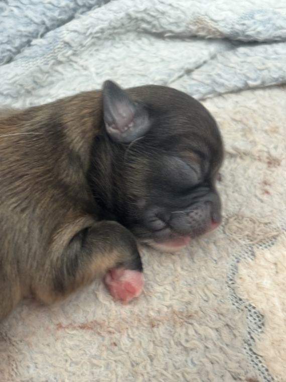 Petit mâle Chihuahua né le 27/08/2025 est proposé – vendu 2000 €.