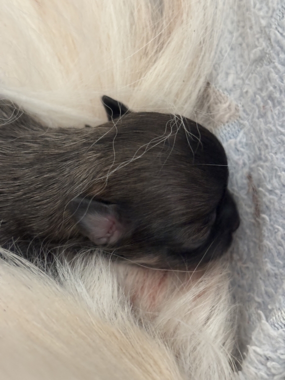 Petite femelle Chihuahua née le 27/08/2025 est proposée – vendue 2000 €.