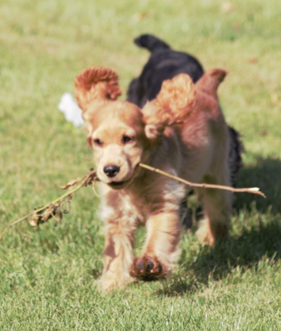 Petit mâle Cocker Anglais (Spaniel) né le 06/05/2025 est proposé – vendu 1200 €.