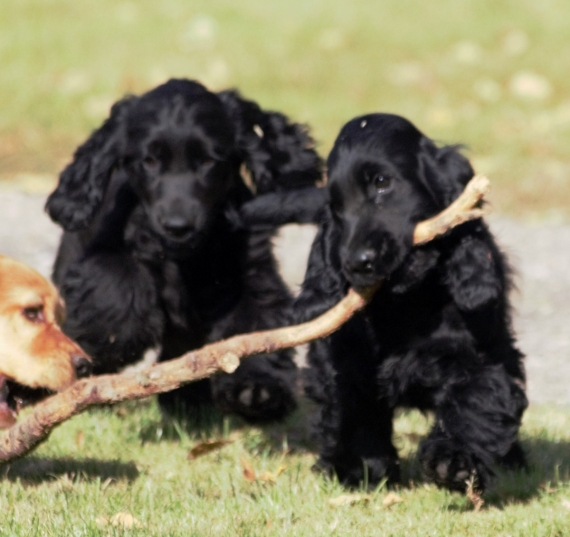 Petit mâle Cocker Anglais (Spaniel) né le 06/05/2025 est proposé – vendu 1200 €.