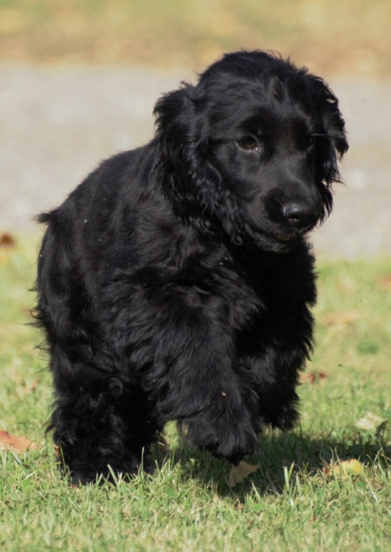 Petite femelle Cocker Anglais (Spaniel) née le 06/05/2025 est proposée – vendue 1200 €.