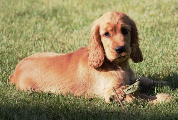 Petit mâle Cocker Anglais (Spaniel) né le 06/05/2025 est proposé – vendu 1200 €.