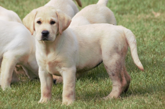 Petite femelle Labrador née le 01/06/2025 est proposée – vendue 1000 €.