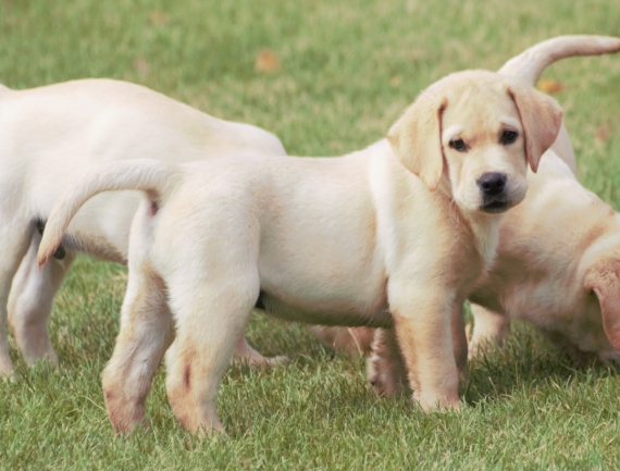 Petit mâle Labrador né le 01/06/2025 est proposé – vendu 900 €.