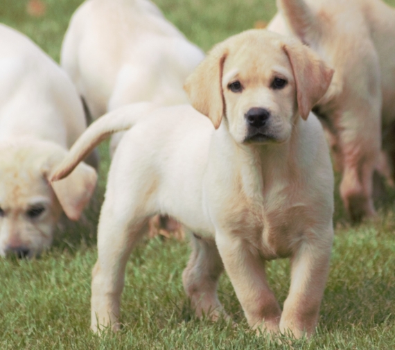 Petit mâle Labrador né le 01/06/2025 est proposé – vendu 900 €.