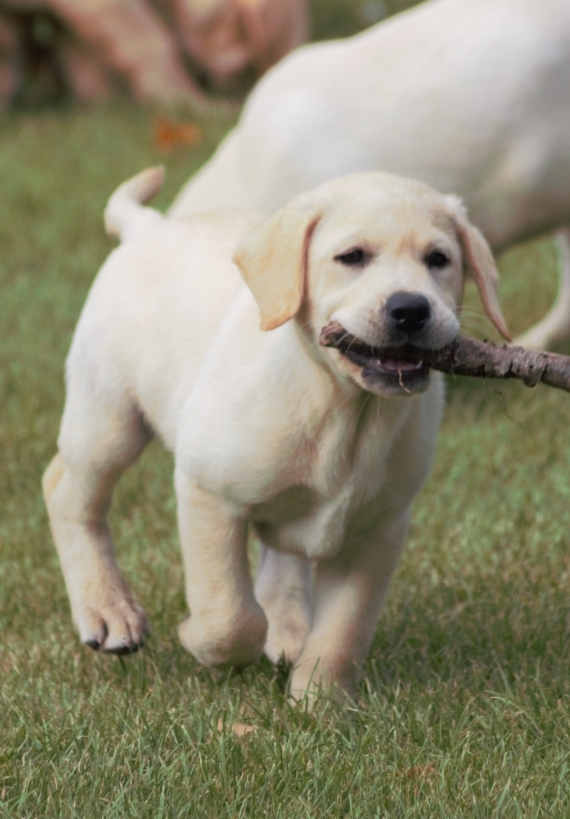 Petit mâle Labrador né le 01/06/2025 est proposé – vendu 900 €.