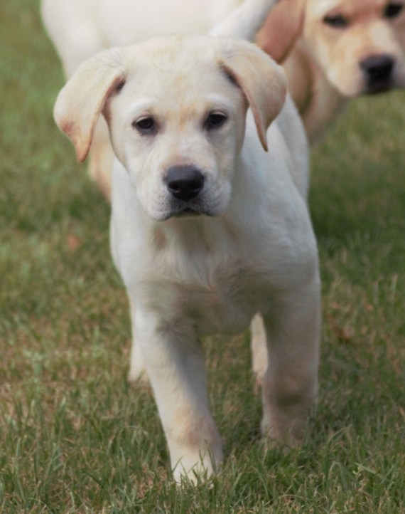 Petit mâle Labrador né le 01/06/2025 est proposé – vendu 900 €.