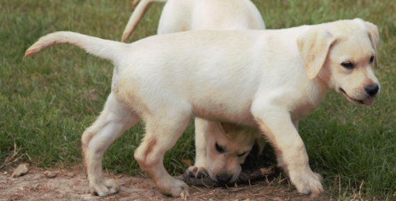 Petit mâle Labrador né le 01/06/2025 est proposé – vendu 900 €.