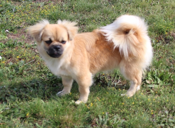 Petit mâle  né le 28/05/2025 est proposé – vendu 1200 €.