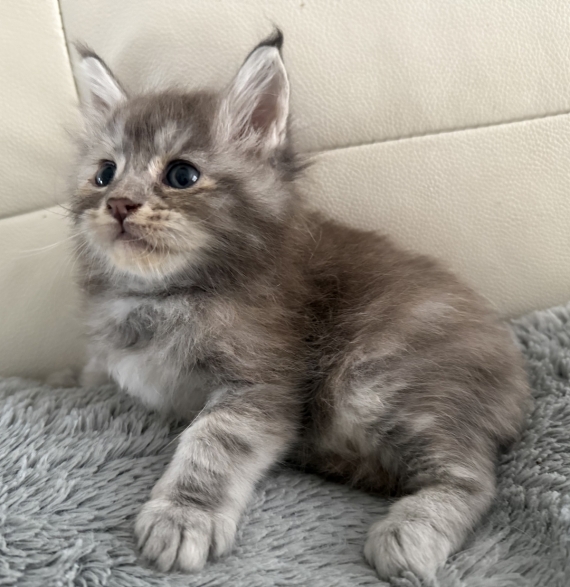 Petite femelle Maine Coon née le 25/07/2025 est proposée – vendue 1450 €.