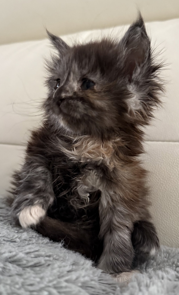 Petite femelle Maine Coon née le 25/07/2025 est proposée – vendue 1450 €.