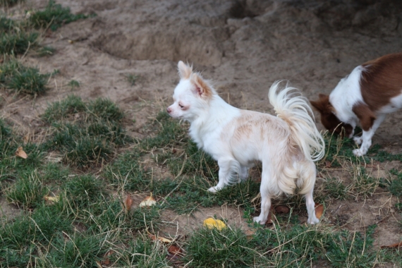 Petit mâle  né le 05/12/2025 est proposé – vendu 1060 €.
